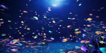 手游皎月打小带什么鱼？